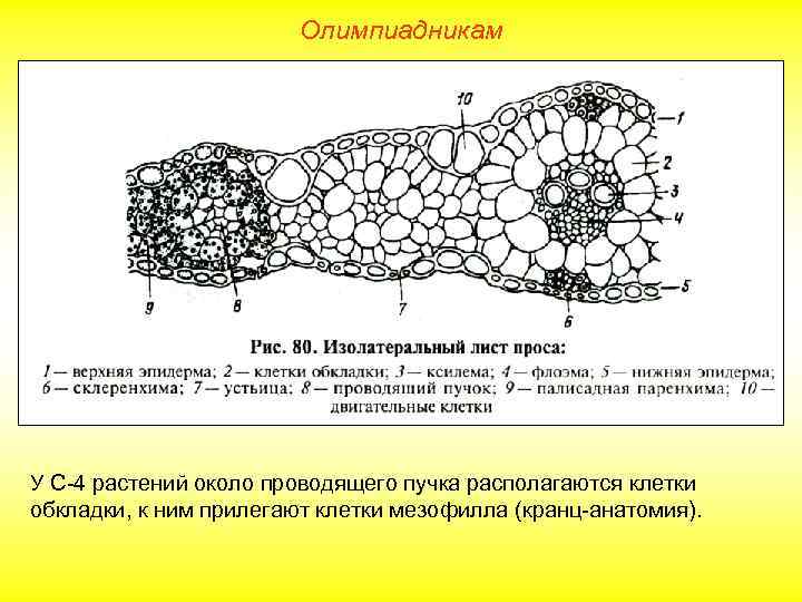 Олимпиадникам У С-4 растений около проводящего пучка располагаются клетки обкладки, к ним прилегают клетки