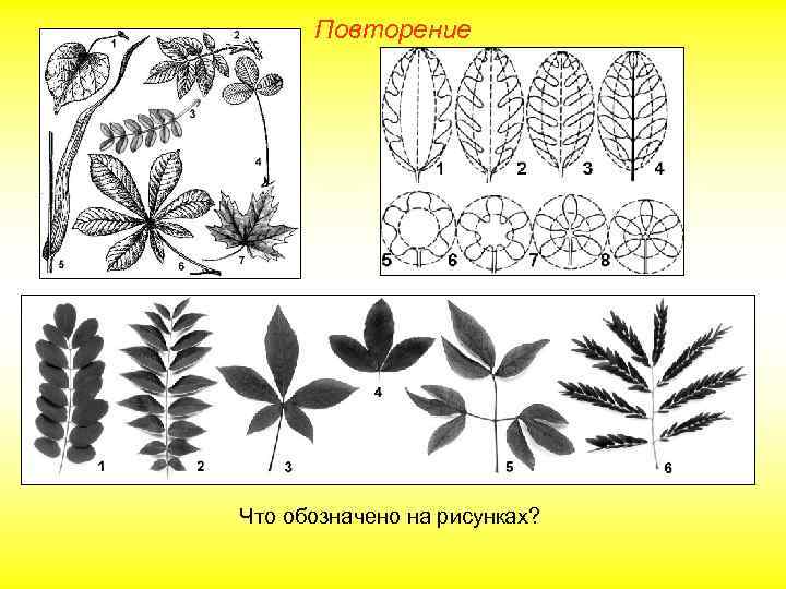 Повторение Что обозначено на рисунках? 