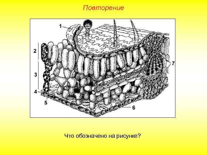Повторение Что обозначено на рисунке? 