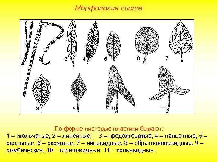 Морфология листа По форме листовые пластики бывают: 1 – игольчатые, 2 – линейные, 3