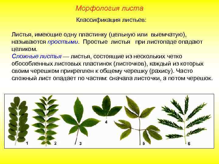 Морфология листа Классификация листьев: Листья, имеющие одну пластинку (цельную или выемчатую), называются простыми. Простые