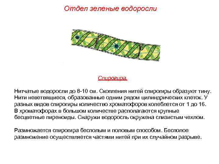 Отдел зеленые водоросли Спирогира. Нитчатые водоросли до 8 -10 см. Скопления нитей спирогиры образуют