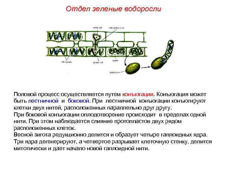 Отдел зеленые водоросли Половой процесс осуществляется путем конъюгации. Конъюгация может быть лестничной и боковой.