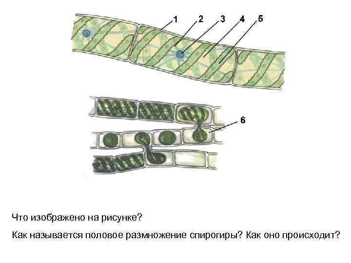 Что изображено на рисунке? Как называется половое размножение спирогиры? Как оно происходит? 