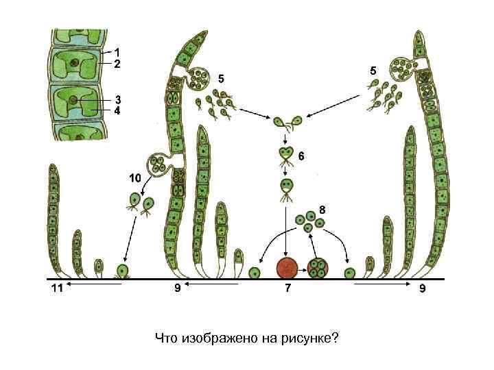 Что изображено на рисунке? 