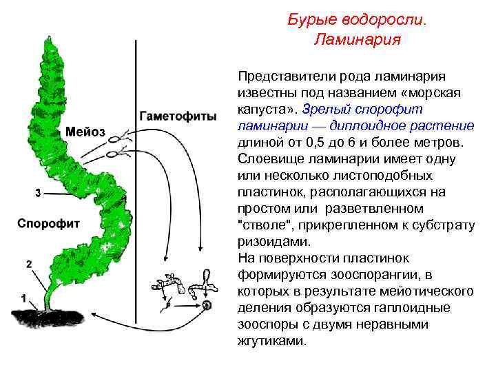 Бурые водоросли. Ламинария Представители рода ламинария известны под названием «морская капуста» . Зрелый спорофит