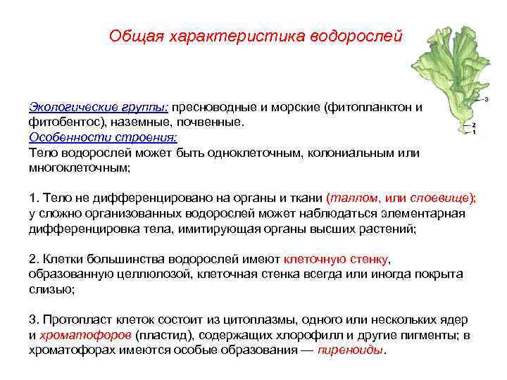 Общая характеристика водорослей Экологические группы: пресноводные и морские (фитопланктон и фитобентос), наземные, почвенные. Особенности