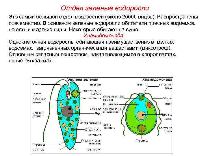 Отдел зеленые водоросли Это самый большой отдел водорослей (около 20000 видов). Распространены повсеместно. В