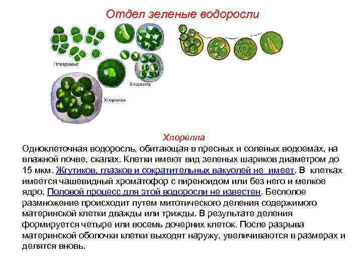 Отдел зеленые водоросли Хлорелла Одноклеточная водоросль, обитающая в пресных и соленых водоемах, на влажной