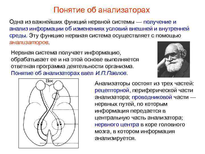 Понятие об анализаторах Одна из важнейших функций нервной системы — получение и анализ информации