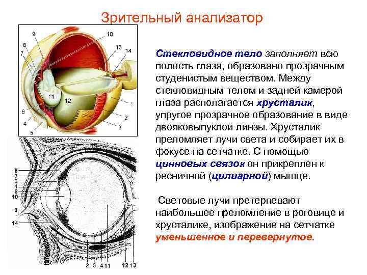 Зрительный анализатор Стекловидное тело заполняет всю полость глаза, образовано прозрачным студенистым веществом. Между стекловидным
