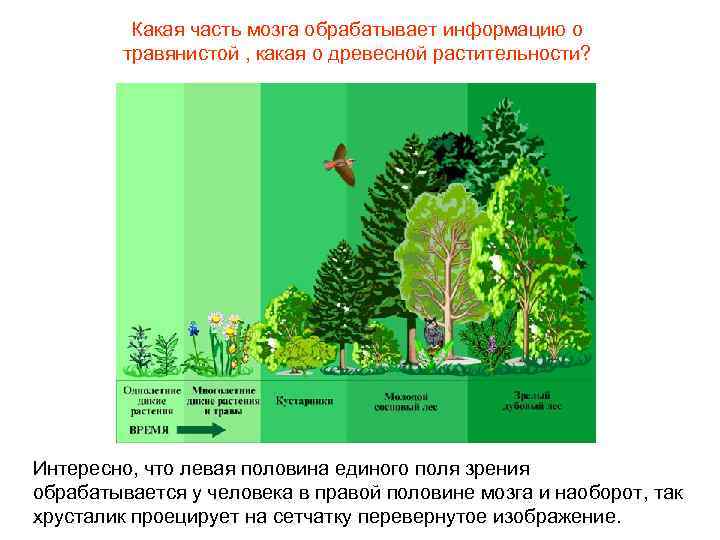 Какая часть мозга обрабатывает информацию о травянистой , какая о древесной растительности? Интересно, что