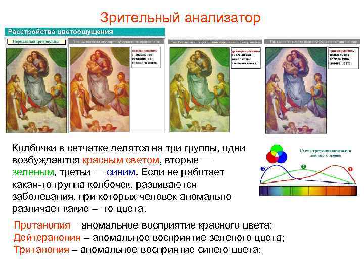 Зрительный анализатор Колбочки в сетчатке делятся на три группы, одни возбуждаются красным светом, вторые