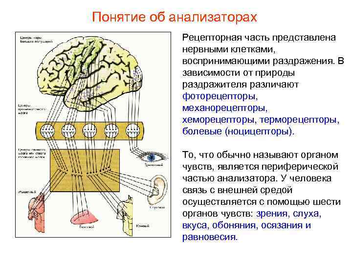 Понятие об анализаторах Рецепторная часть представлена нервными клетками, воспринимающими раздражения. В зависимости от природы