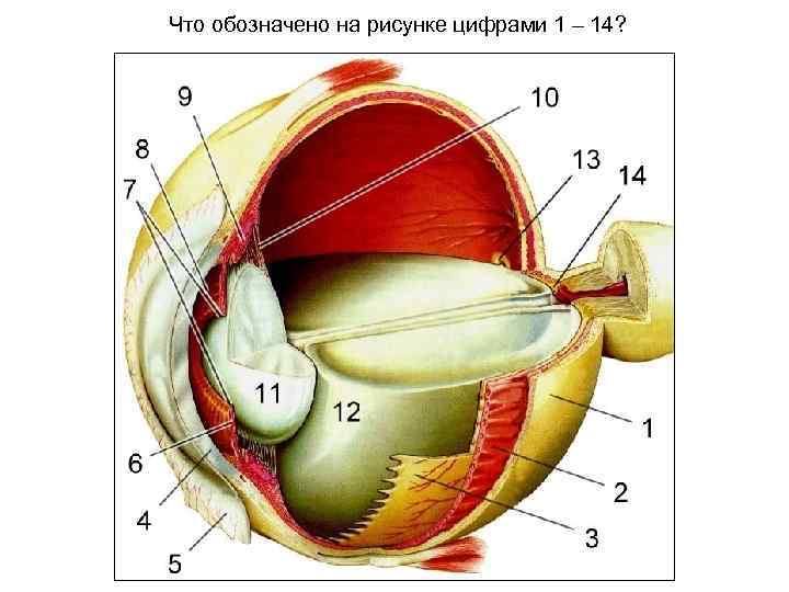 Что обозначено на рисунке цифрами 1 – 14? 