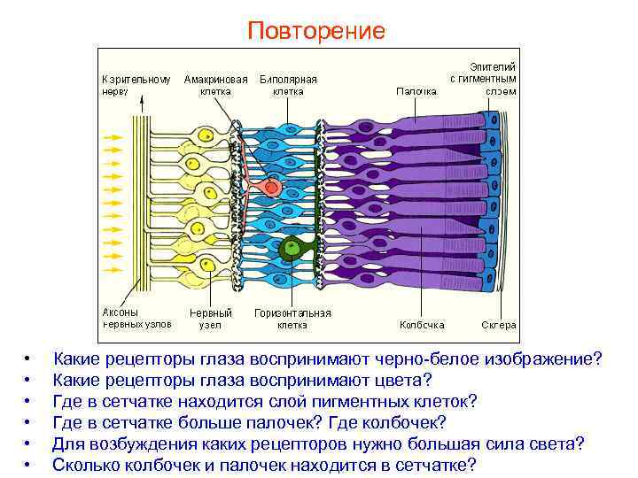 Повторение • • • Какие рецепторы глаза воспринимают черно-белое изображение? Какие рецепторы глаза воспринимают