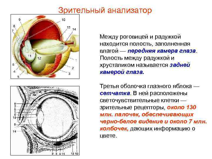 Зрительный анализатор Между роговицей и радужкой находится полость, заполненная влагой — передняя камера глаза.