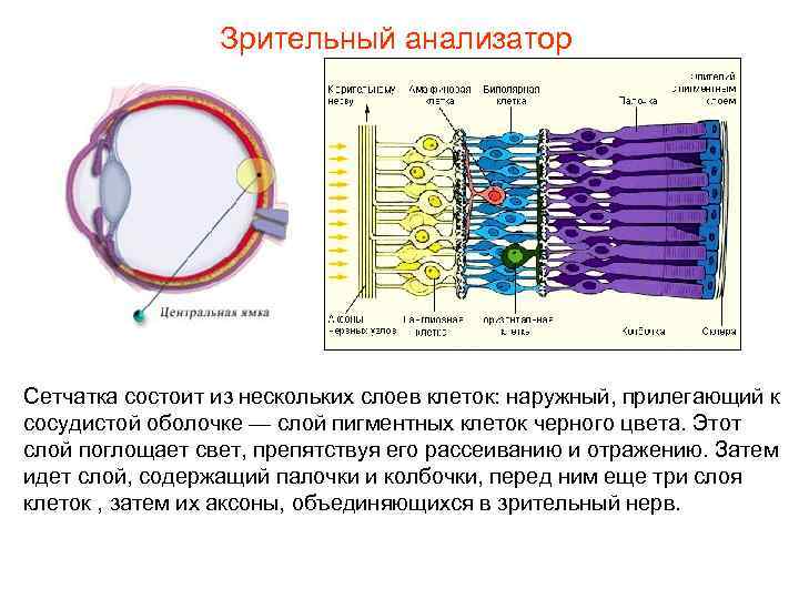 Зрительный анализатор Сетчатка состоит из нескольких слоев клеток: наружный, прилегающий к сосудистой оболочке —