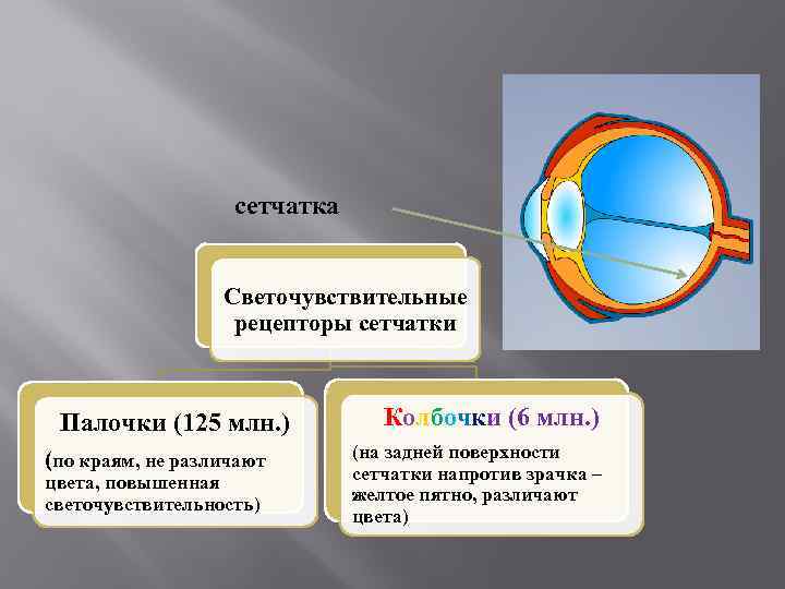 Неравенство величин изображения одного и того же предмета на сетчатке