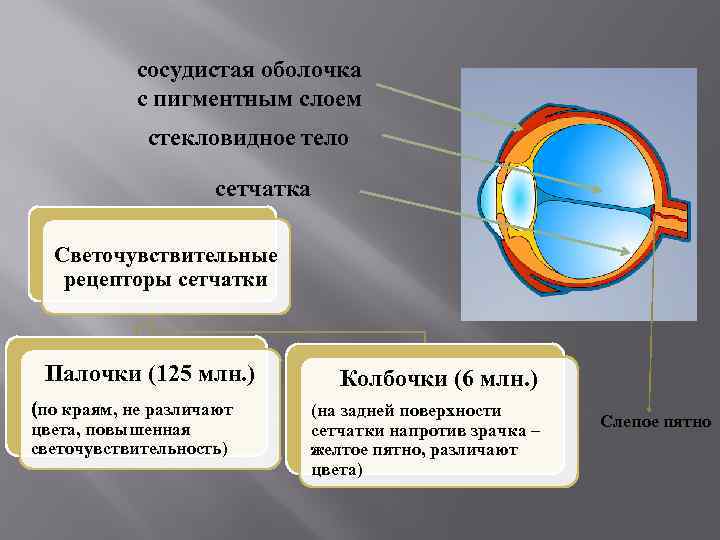 Орган зрения зрительный анализатор презентация 8 класс