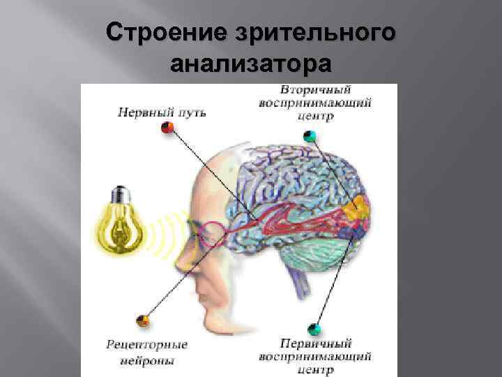 Зрительный анализатор рисунок 8 класс биология