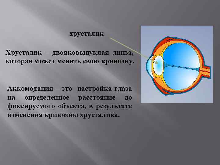 хрусталик Хрусталик – двояковыпуклая линза, которая может менять свою кривизну. Аккомодация – это настройка