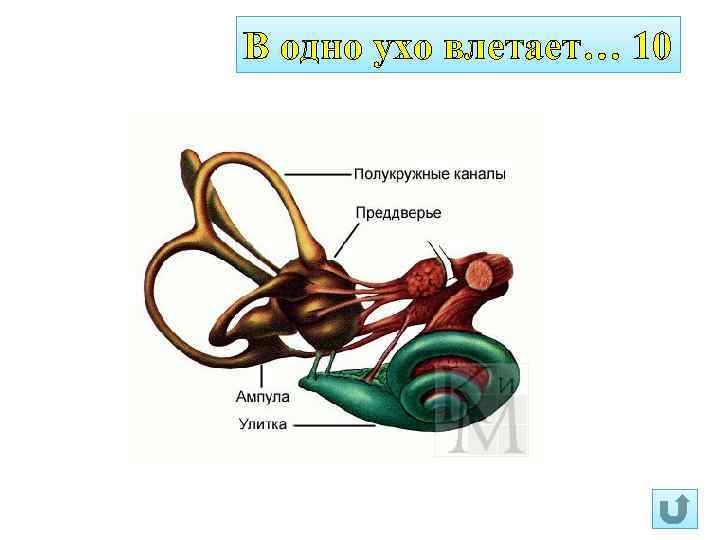 В одно ухо влетает… 10 