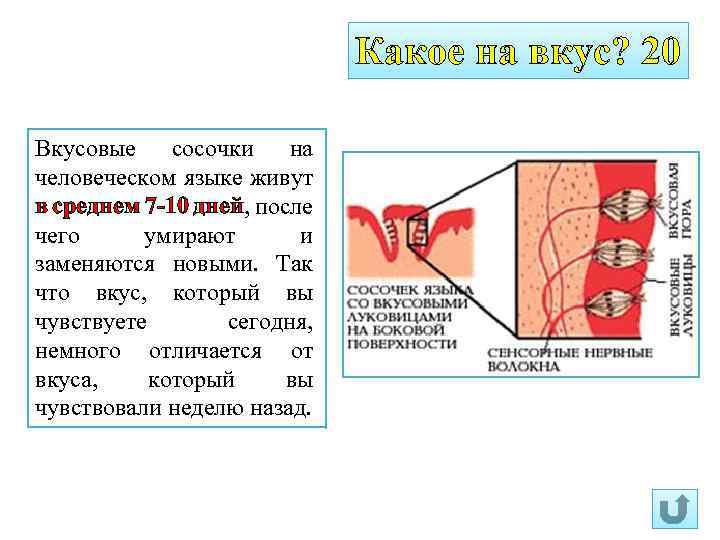 Какое на вкус? 20 Вкусовые сосочки на человеческом языке живут в среднем 7 -10
