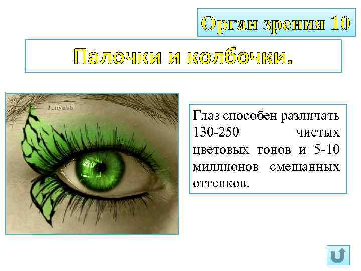 Орган зрения 10 Палочки и колбочки. Глаз способен различать 130 -250 чистых цветовых тонов