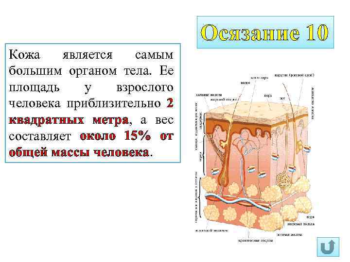 Кожа является