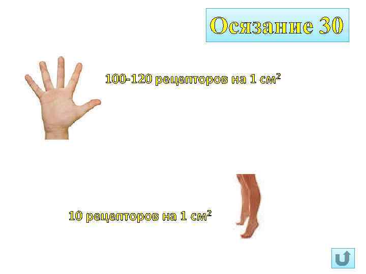 Осязание 30 100 -120 рецепторов на 1 см 2 10 рецепторов на 1 см