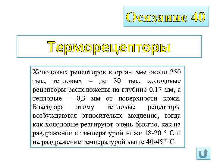 Осязание 40 Терморецепторы Холодовых рецепторов в организме около 250 тыс, тепловых – до 30