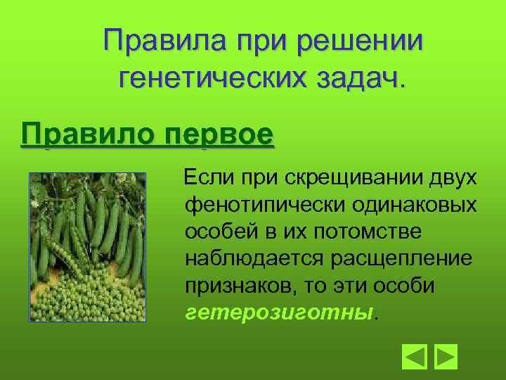 Правила при решении генетических задач. Правило первое Если при скрещивании двух фенотипически одинаковых особей