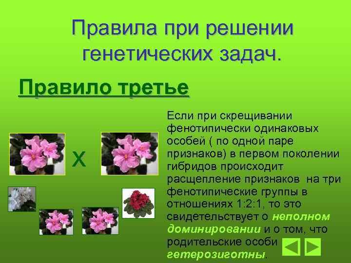 Правила при решении генетических задач. Правило третье х Если при скрещивании фенотипически одинаковых особей