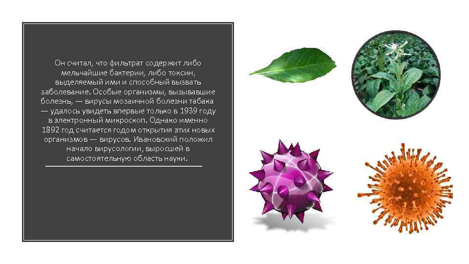 Он считал, что фильтрат содержит либо мельчайшие бактерии, либо токсин, выделяемый ими и способный