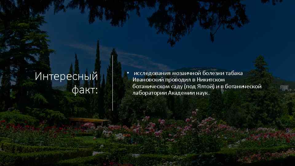 Интересный факт: • исследования мозаичной болезни табака Ивановский проводил в Никитском ботаническом саду (под