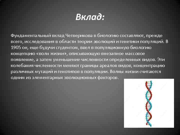 Вклад: Фундаментальный вклад Четверикова в биологию составляют, прежде всего, исследования в области теории эволюций
