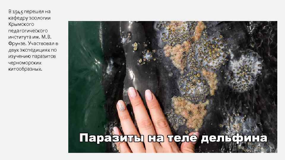 В 1945 перешел на кафедру зоологии Крымского педагогического института им. М. В. Фрунзе. Участвовал