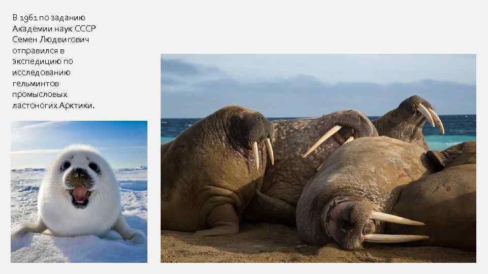 В 1961 по заданию Академии наук СССР Семен Людвигович отправился в экспедицию по исследованию