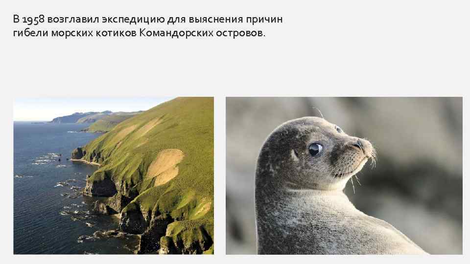 В 1958 возглавил экспедицию для выяснения причин гибели морских котиков Командорских островов. 