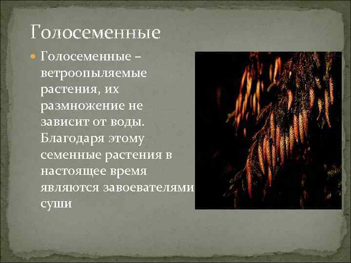 Голосеменные – ветроопыляемые растения, их размножение не зависит от воды. Благодаря этому семенные растения