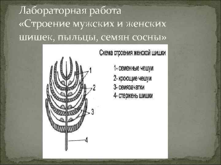 Лабораторная работа «Строение мужских и женских шишек, пыльцы, семян сосны» 