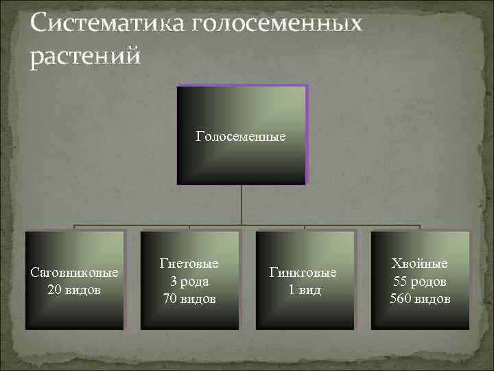 Систематика голосеменных растений Голосеменные Саговниковые 20 видов Гнетовые 3 рода 70 видов Гинкговые 1