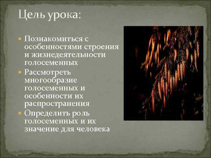 Цель урока: Познакомиться с особенностями строения и жизнедеятельности голосеменных Рассмотреть многообразие голосеменных и особенности