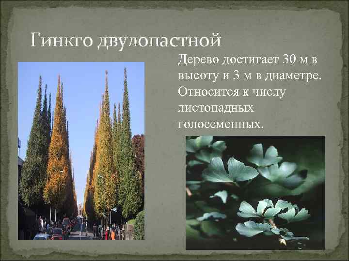 Гинкго двулопастной Дерево достигает 30 м в высоту и 3 м в диаметре. Относится