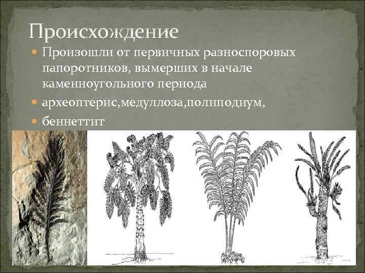 Происхождение Произошли от первичных разноспоровых папоротников, вымерших в начале каменноугольного периода археоптерис, медуллоза, полиподиум,