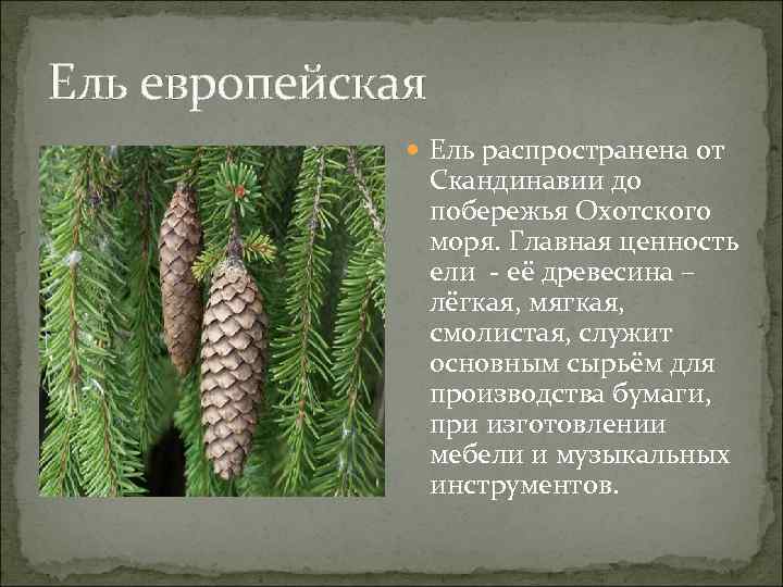 Ель европейская Ель распространена от Скандинавии до побережья Охотского моря. Главная ценность ели -