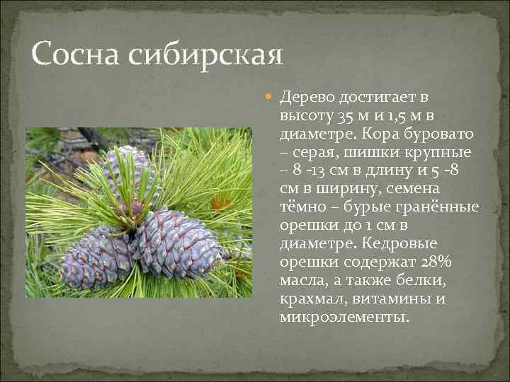 Сосна сибирская Дерево достигает в высоту 35 м и 1, 5 м в диаметре.