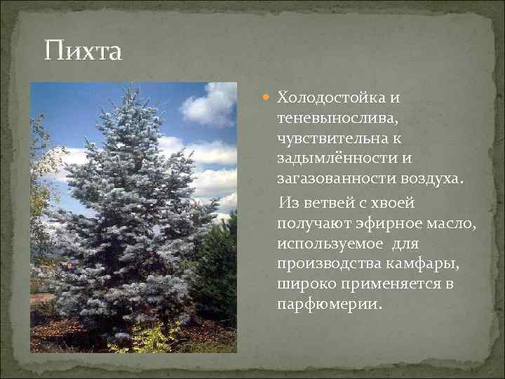 Пихта Холодостойка и теневынослива, чувствительна к задымлённости и загазованности воздуха. Из ветвей с хвоей