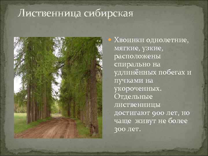 Лиственница сибирская Хвоинки однолетние, мягкие, узкие, расположены спирально на удлинённых побегах и пучками на